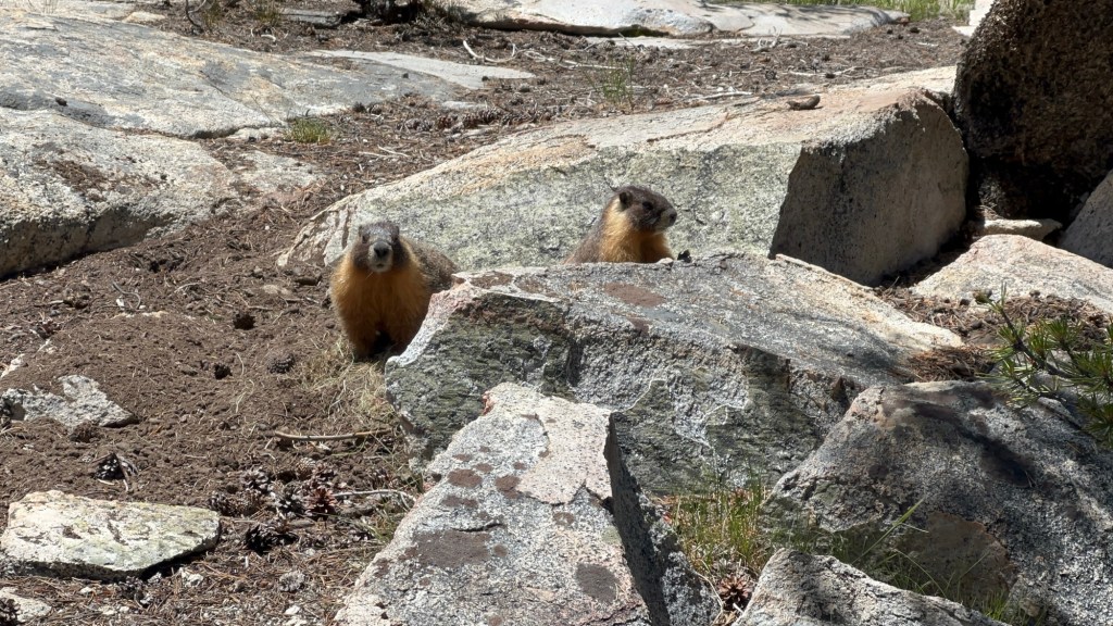 Day 60: Donohue&nbsp;Pass